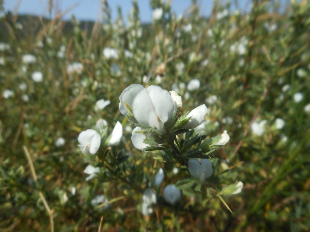 Ononis spinosa L. a fiori bianchi